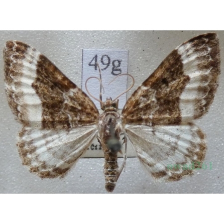 Euphyia unangulata (Haworth, 1809) Paśnik jednozębik Czech49g